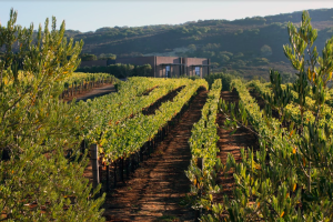 Continuum Estate Winery