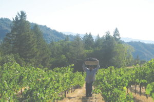 Harvest at Mount Veeder