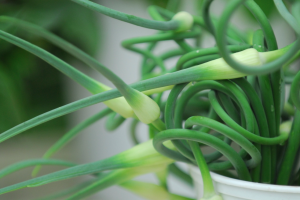 Garlic scape Garlic scape