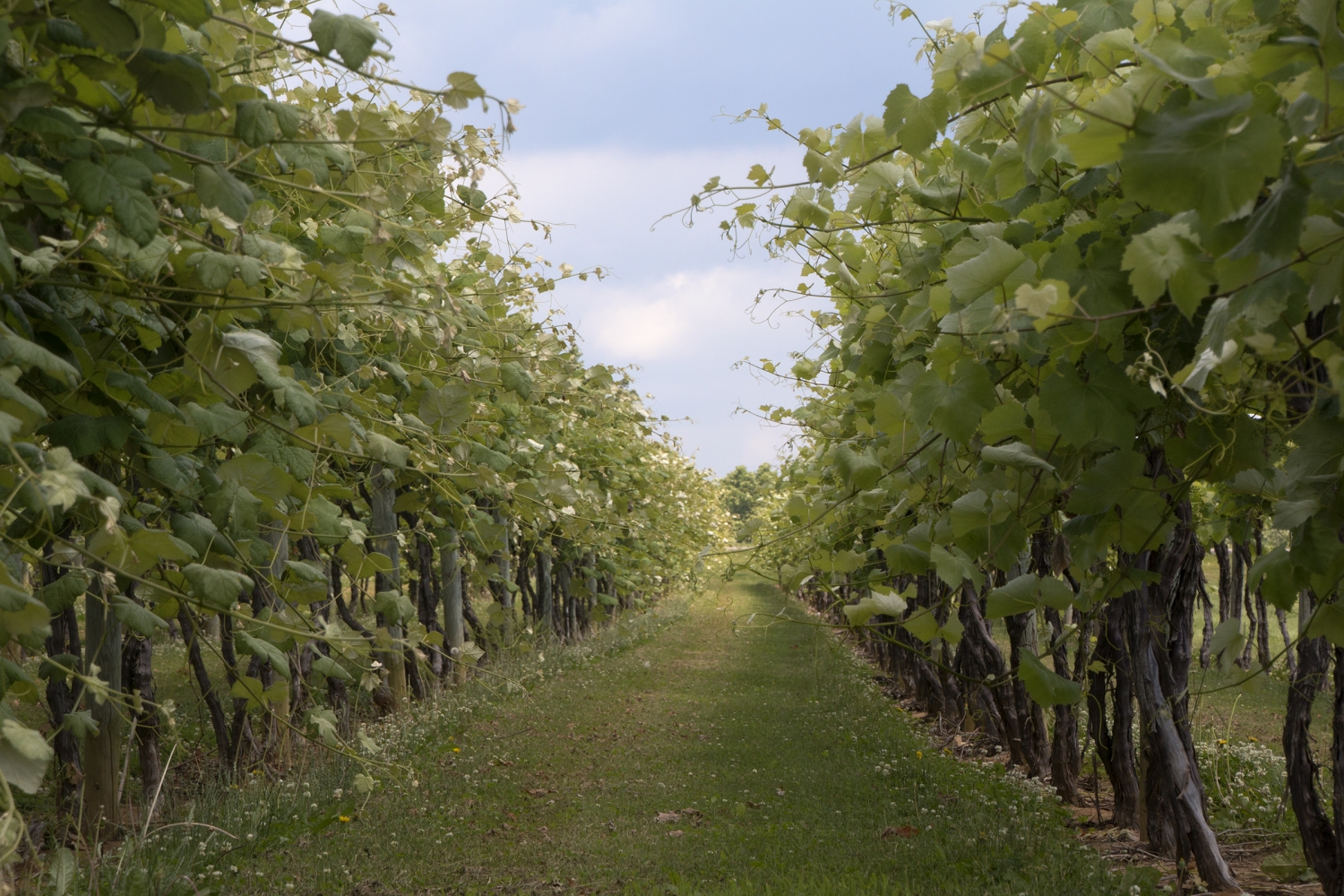 Grapevines at Hubers Orchard and Winery