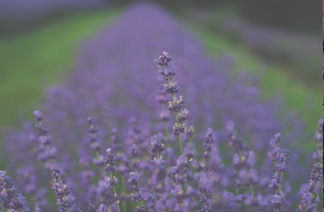 Four tips for growing lavender: • Plants need six to eight hours of hot sun each day • Use well-drained alkaline soil • Prune each plant once a year • Don’t over water 