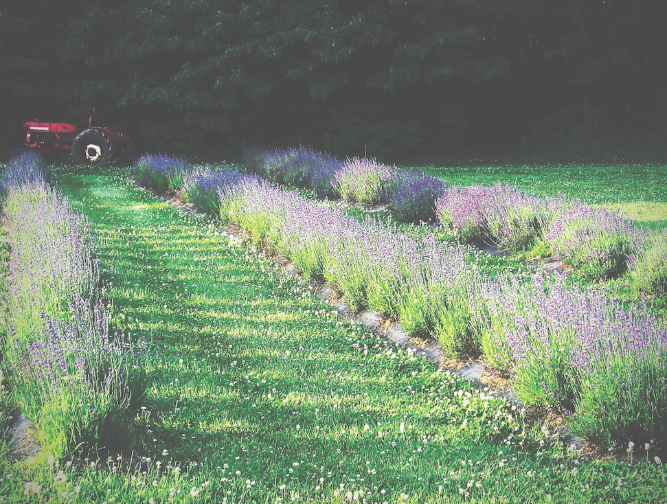 Simple uses for lavender: • Plant lavender near patios as a natural insect repellant • Dab lavender oil onto burns, bug bites and dry skin • Massage lavender oil on temples to alleviate headaches and stress • Spray lavender water on pillows and sheets to aid in peaceful sleep • Make lavender simple syrup: Place lavender buds in sugar and water, boil and strain • Make lavender tea: Steep lavender buds, chamomile and honey