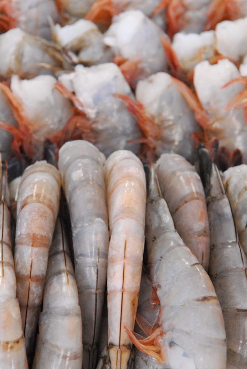 Shrimp