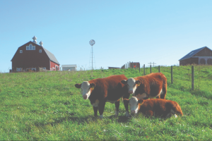 Photography by Laura Hale. The Farm at Prophestown West Lafayette