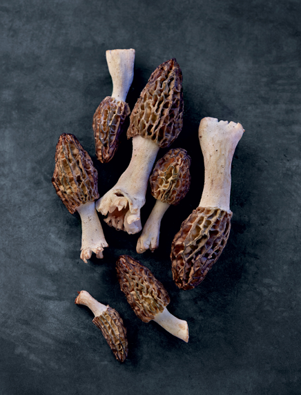 Untamed Mushrooms, Edible Reads - Caption><noscript><img decoding=