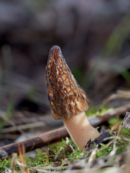 Untamed Mushrooms, Edible Reads - Caption>Photography by Dennis Becker” /> <img decoding=