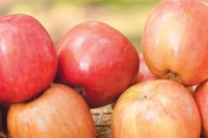 Apples