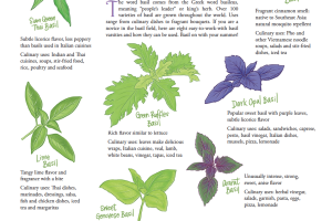 Illustrated by Bambi Edlund All About Basil