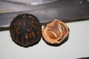 Black Walnut