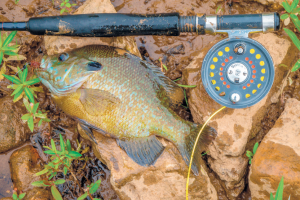 Bluegill Fishing