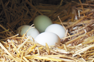 Eggs