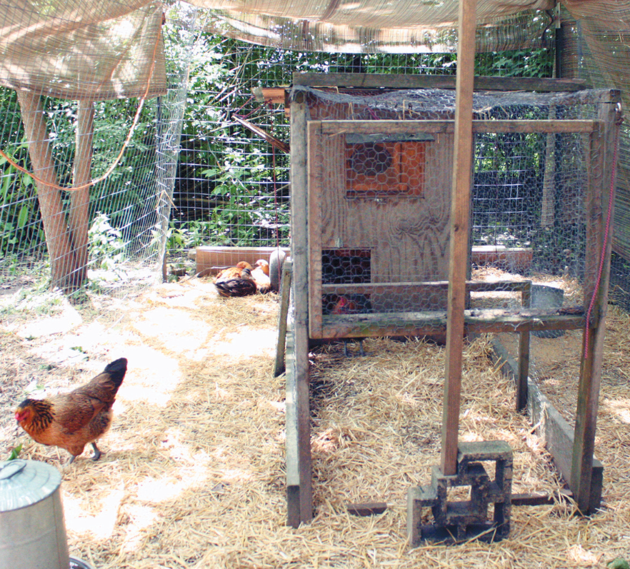 Hen coop - Caption>A coup keeps Ginny’s hens safe at night; during the day, they roam her large yard.”  /> <imgPhotographer> Christina Richey</imgPhotographer></p><h2><strong>TIPS AND RESOURCES FOR RAISING CITY CHICKENS</strong></h2><p>• Not sure where to start? Tap in to Nap Town Chickens, a resource for current and prospective city chicken owners. Nap Town Chickens is on Facebook, or contact Andrew Brake at abrake@kibi.org for more info.</p><p>• IUPUI’s Community Learning Network offers a class on raising backyard chickens. For info, visit www.cln.iupui.edu. From the main menu, select Continuing Education, then Online Course Catalog, then Green and Sustainability.</p><p>• Additional resources are available from Purdue Extension, www.ces.purdue.edu, and Keep Indianapolis Beautiful (www.kibi.org), which improves public spaces.</p><p>• Start small, keeping your available space in mind.</p><p>• Keep start-up costs at a minimum with a simple coop – Don Horstman made his from various scrap materials – plus a feeder and a water dispenser. Ginny Roberts</p><h2><strong>TOUR DE COOPS</strong></h2><p>Don’t miss Tour de Coops, a self-guided biking tour of more than a dozen backyard chicken coops in Indy (cars are welcome, too). The event is put on by Nap Town Chickens, a resource for current and prospective city chicken  owners. When: Sept. 18, 2–5pm Where: Registration begins at 1pm in the south parking lot of Broad Ripple Park. You’ll be given a map for the self-guided coop tour throughout Broad Ripple, Meridian Kessler, Butler Tarkington  and Rocky Ripple neighborhoods. Cost: $5 donation to benefit Keep Indianapolis Beautiful and IndyCog</p><p> <img decoding=