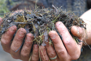 Compost