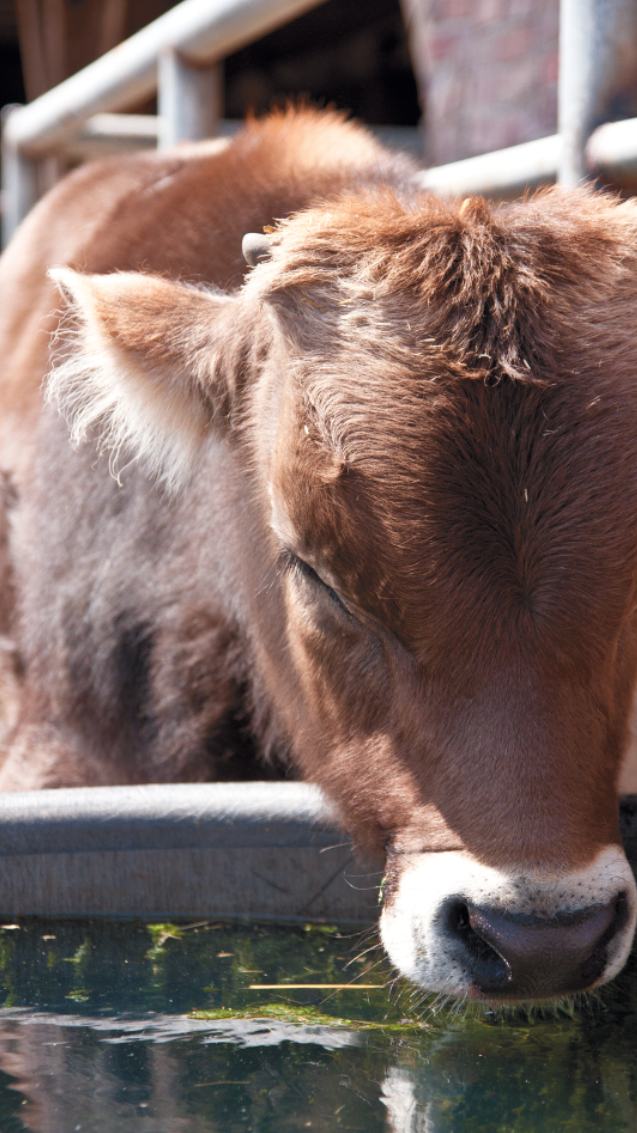Baby Brown Swiss Cow - Caption><noscript><img decoding=