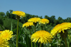 Dandelions
