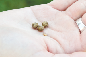 Flax Pods