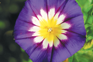 Pansie