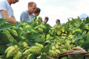 Hops plants can take more than 4 years to yield a full crop.
