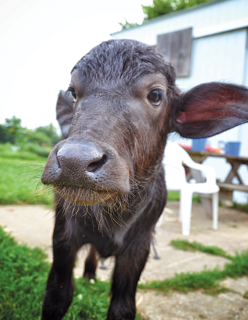 Shadow, a baby water buffalo born and raised at Loesch Farm, often goes up to sniff the bitter Cascade hops fines grown at the farm.