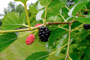 Mulberries