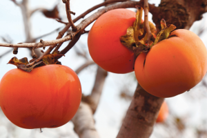 Persimmons