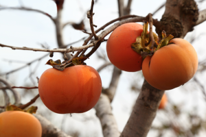 Persimmons