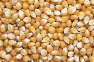 Popcorn Kernels