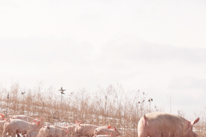 Live Pork