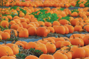 Pumpkin Patch