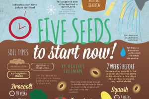 Seeds Illustration