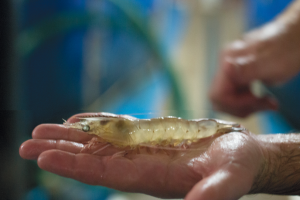 Shrimp