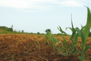 Sorghum is an old sugar crop that is being used to make Indiana rum. Photos courtesy of Colglazier and Hobson Distilling Company Sorghum