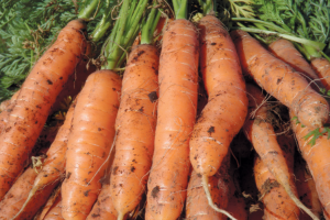 Carrots