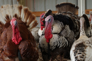 Turkeys