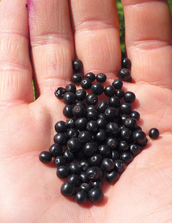 Elderberries - Caption>Elderberries can be foraged for jelly and pies. Photo by Greg Monzel.” /> <img decoding=