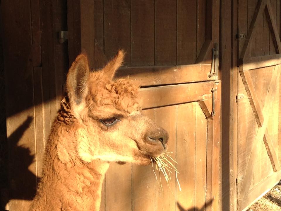 Female alpaca Brittney was the first alpaca born at WVC in 1998.
