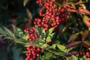 Yaupon holly